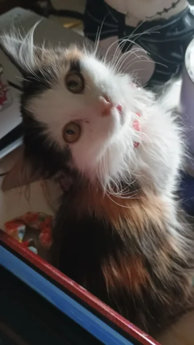 van kedisi verilecek