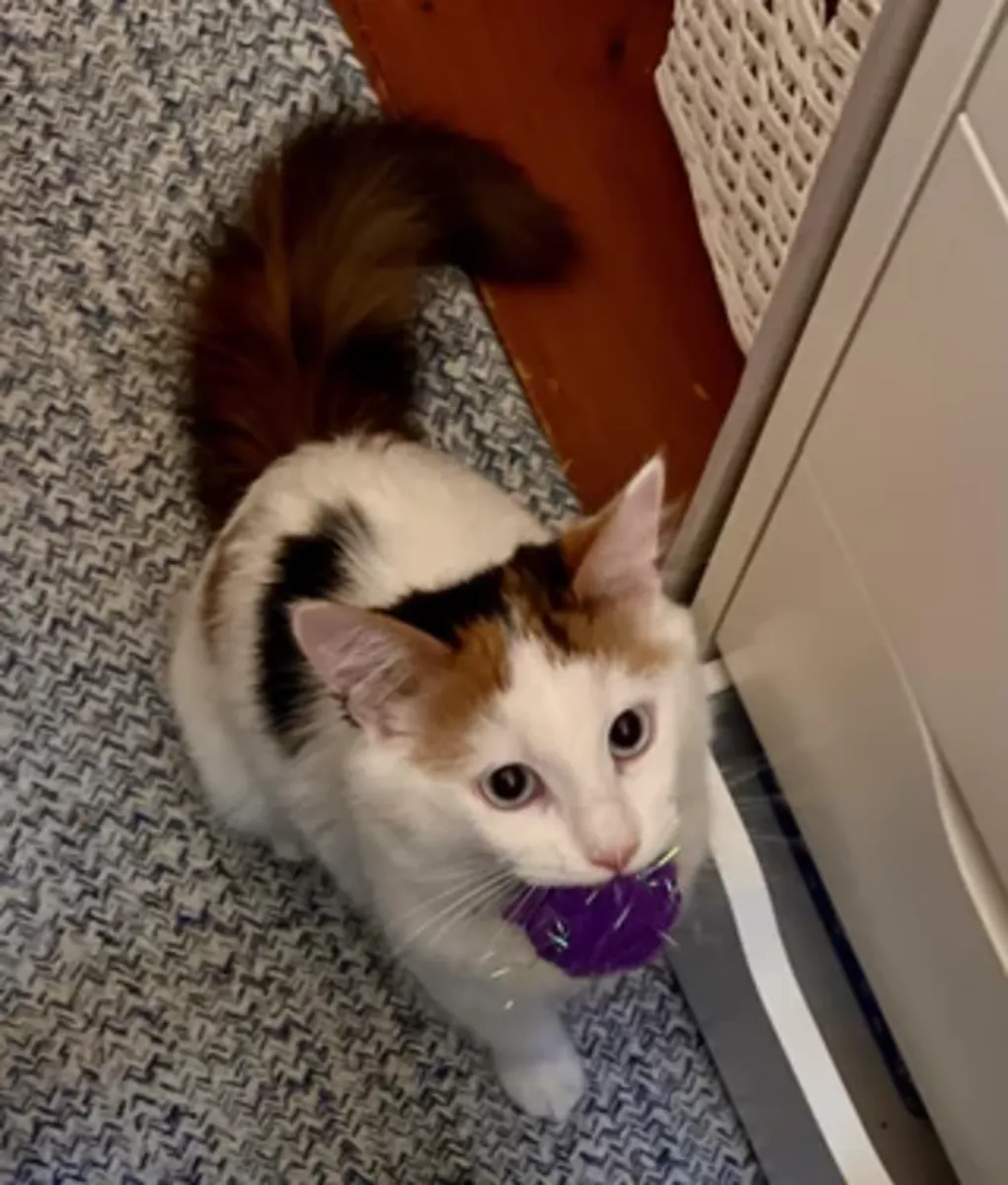 van kedisi verilecek