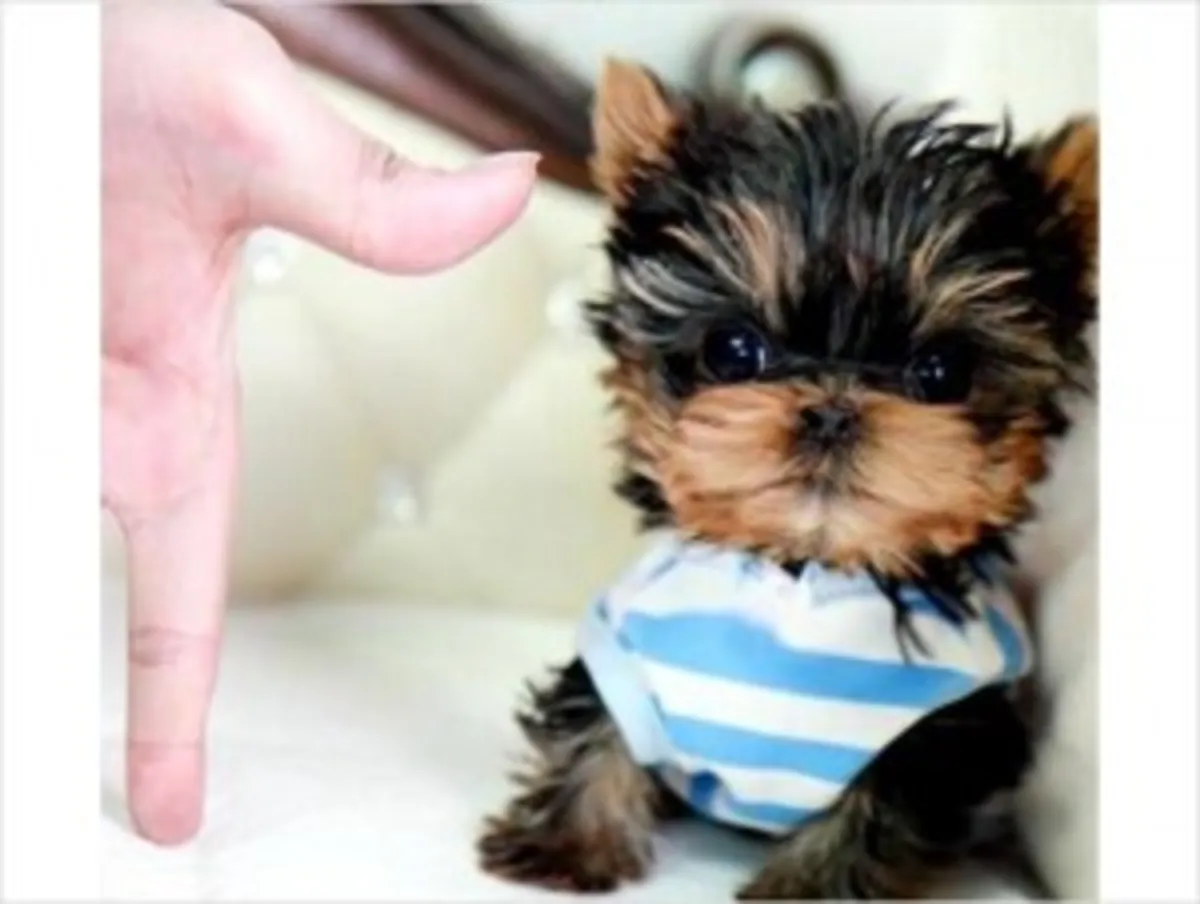Beaux chiots Yorkie Poo