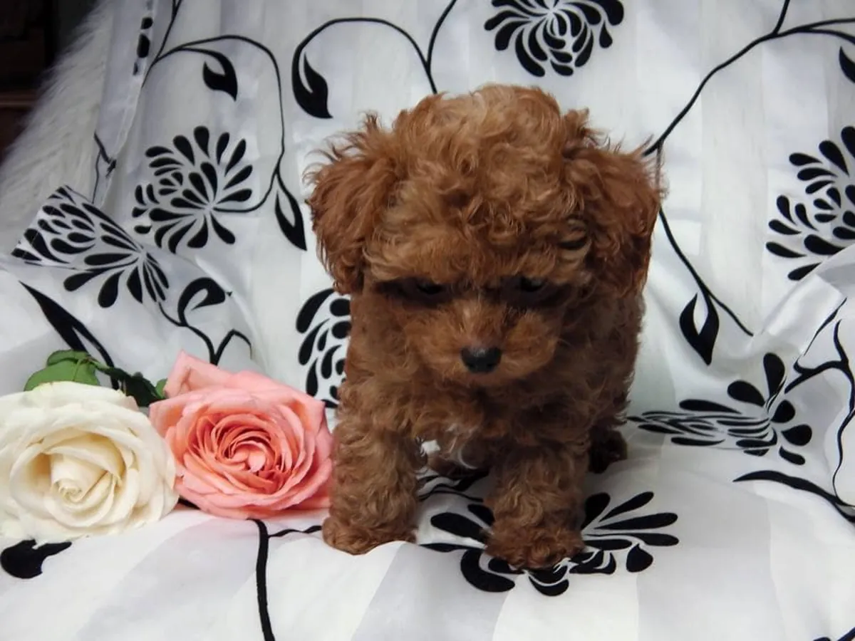 救助与领养：领养一只贵宾犬