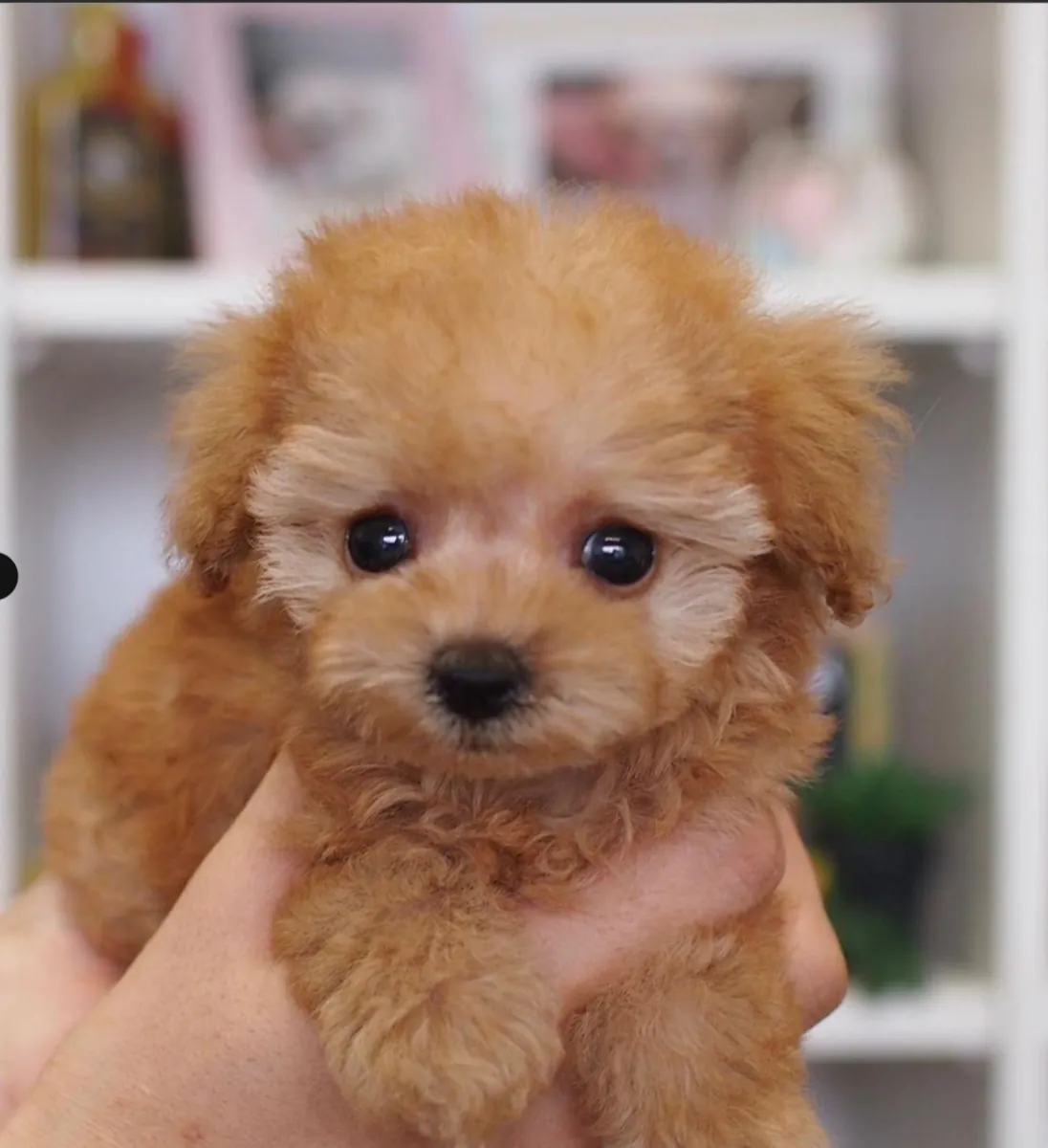 可爱的贵宾犬幼犬待领养