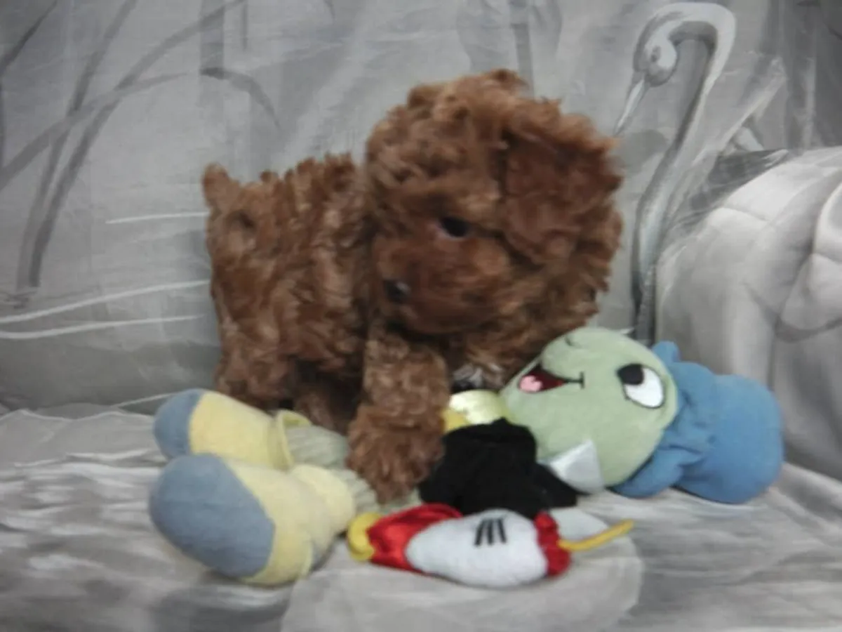Beau chiot caniche