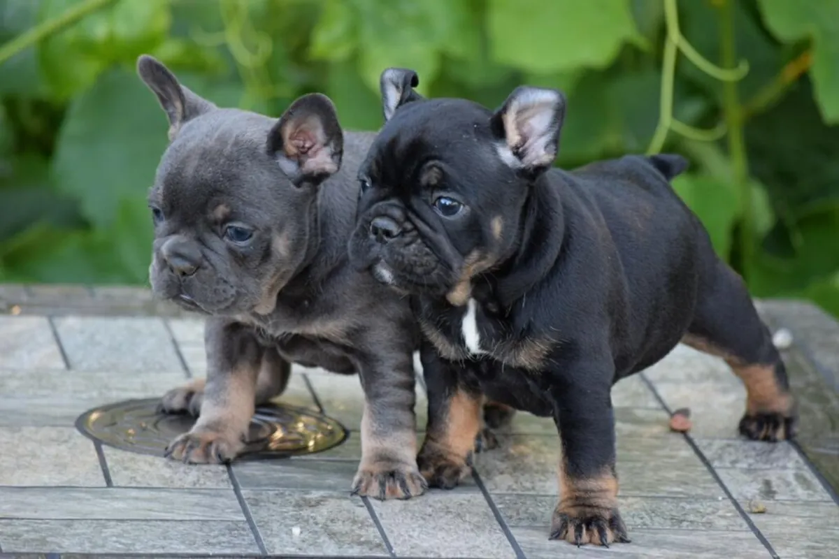 Cachorros de bulldog francés en adopción