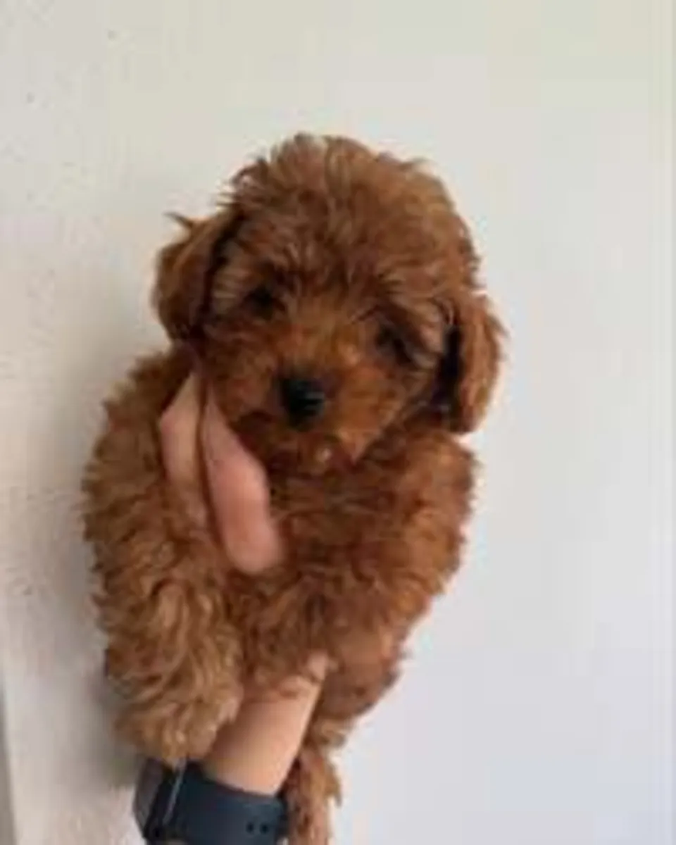 Cachorros de Poodle Toy