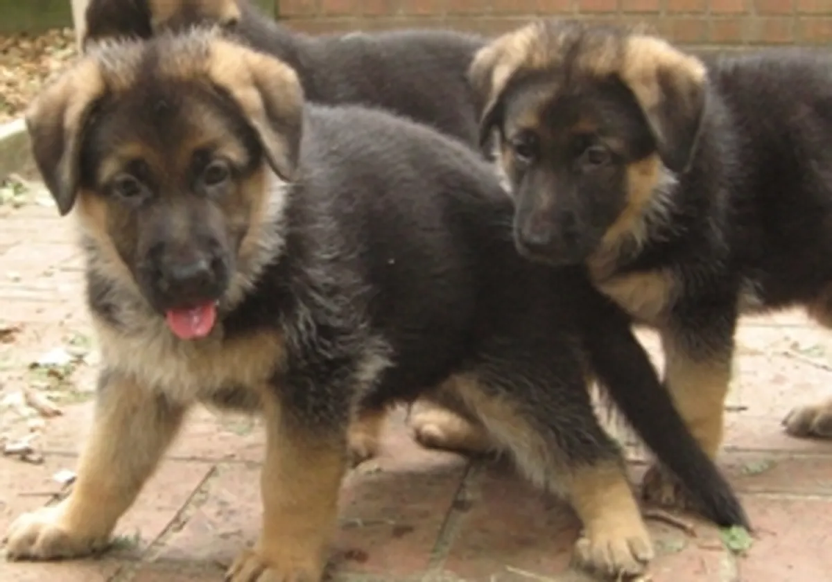 Cachorros de Pastor Alemán Socializados