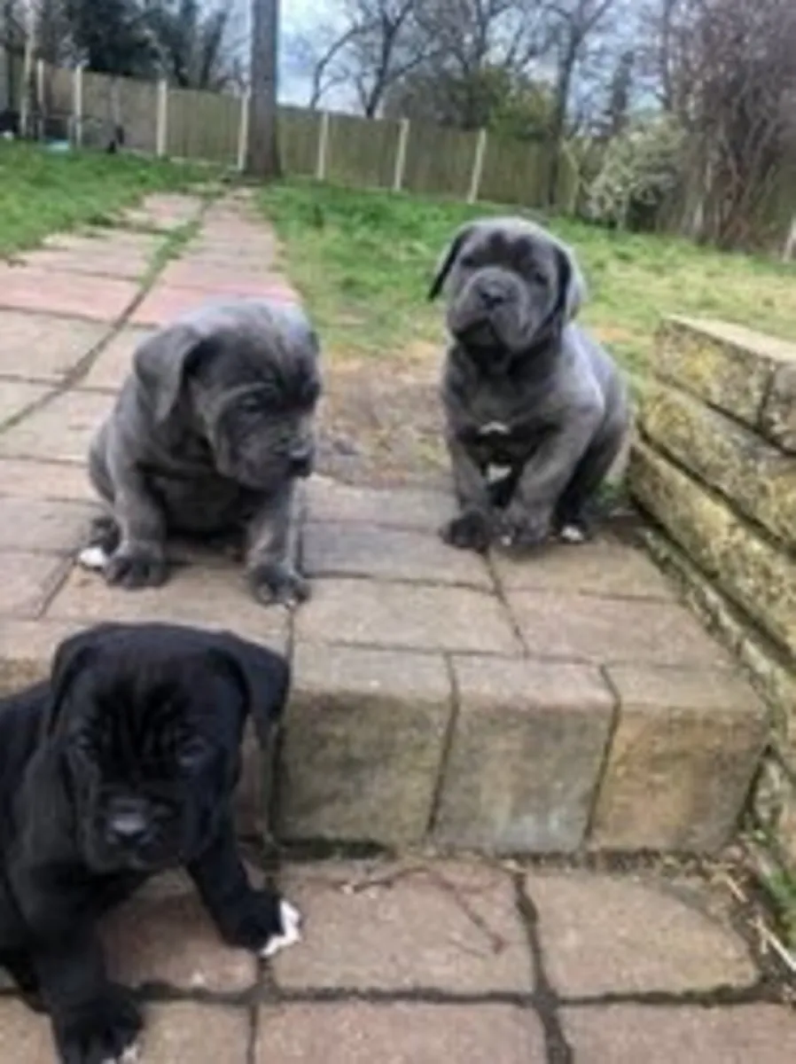 确认注册的雄性和雌性Cane Corso