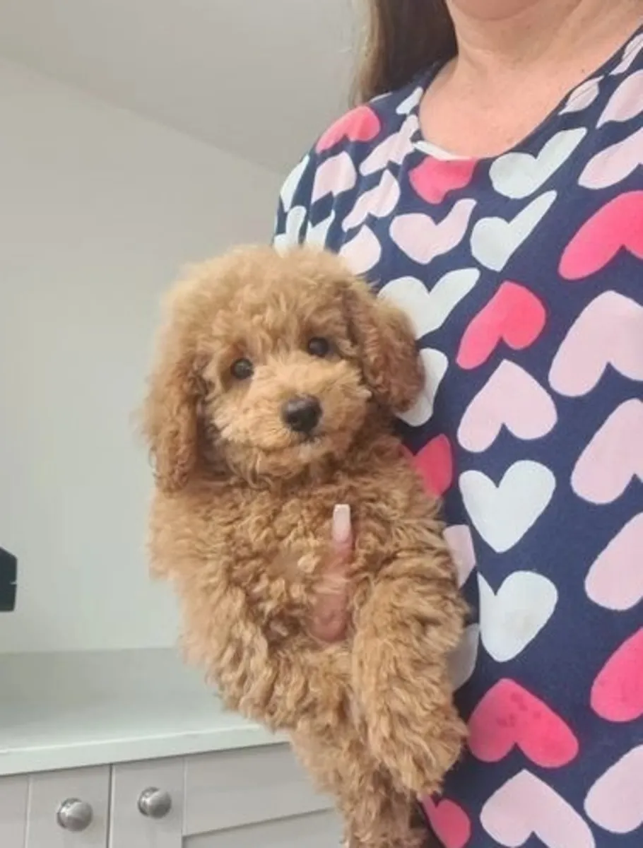 美丽的玩具贵宾犬幼犬寻找新家