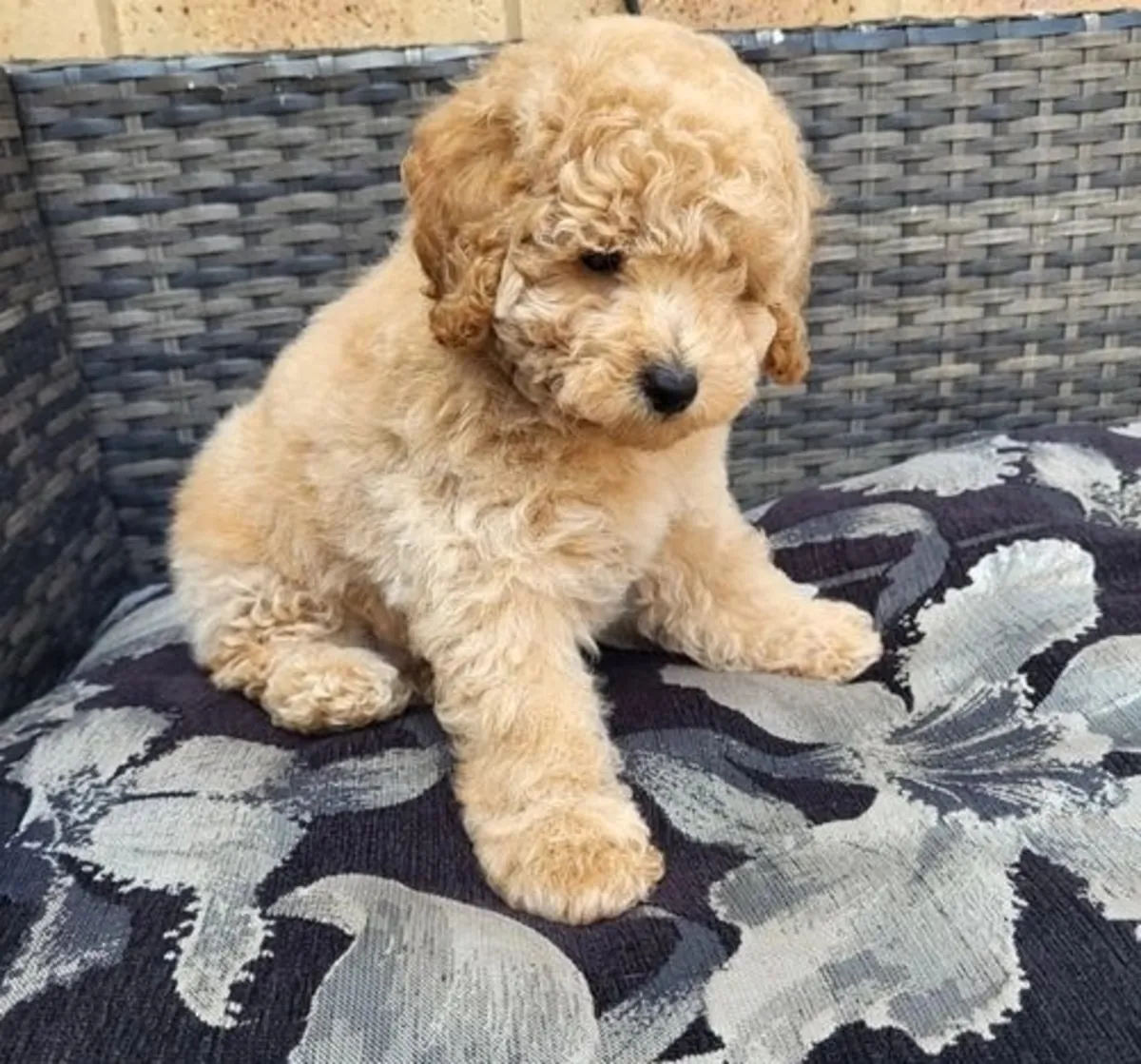 两只可爱的玩具贵宾犬幼犬