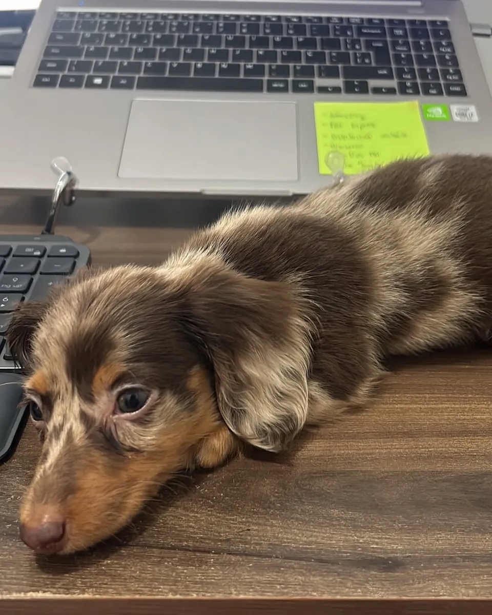 两只可爱的腊肠犬小狗寻找一个家。