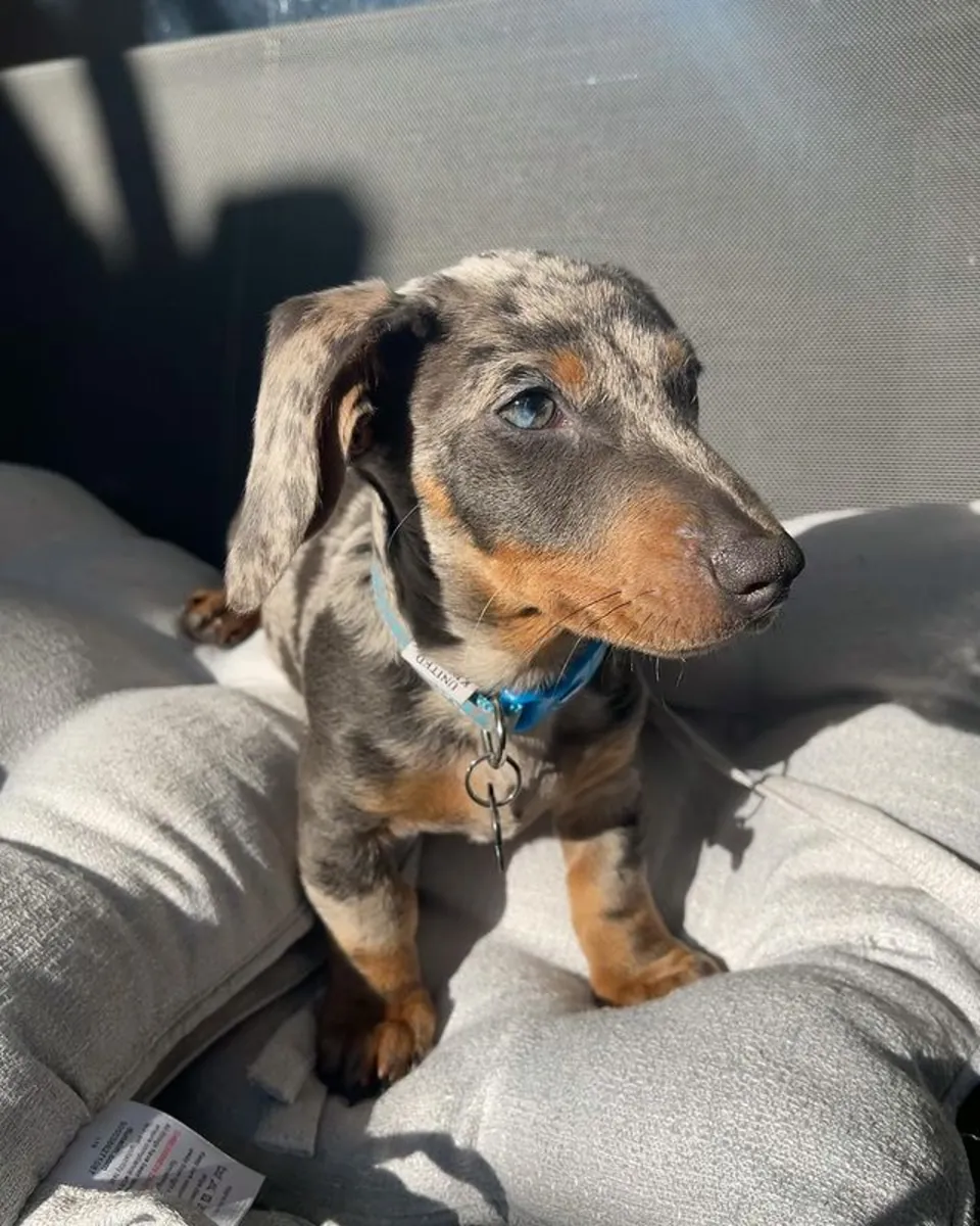 可爱的腊肠犬幼犬，年龄在9到10周之间，现已上市。出生于ju
