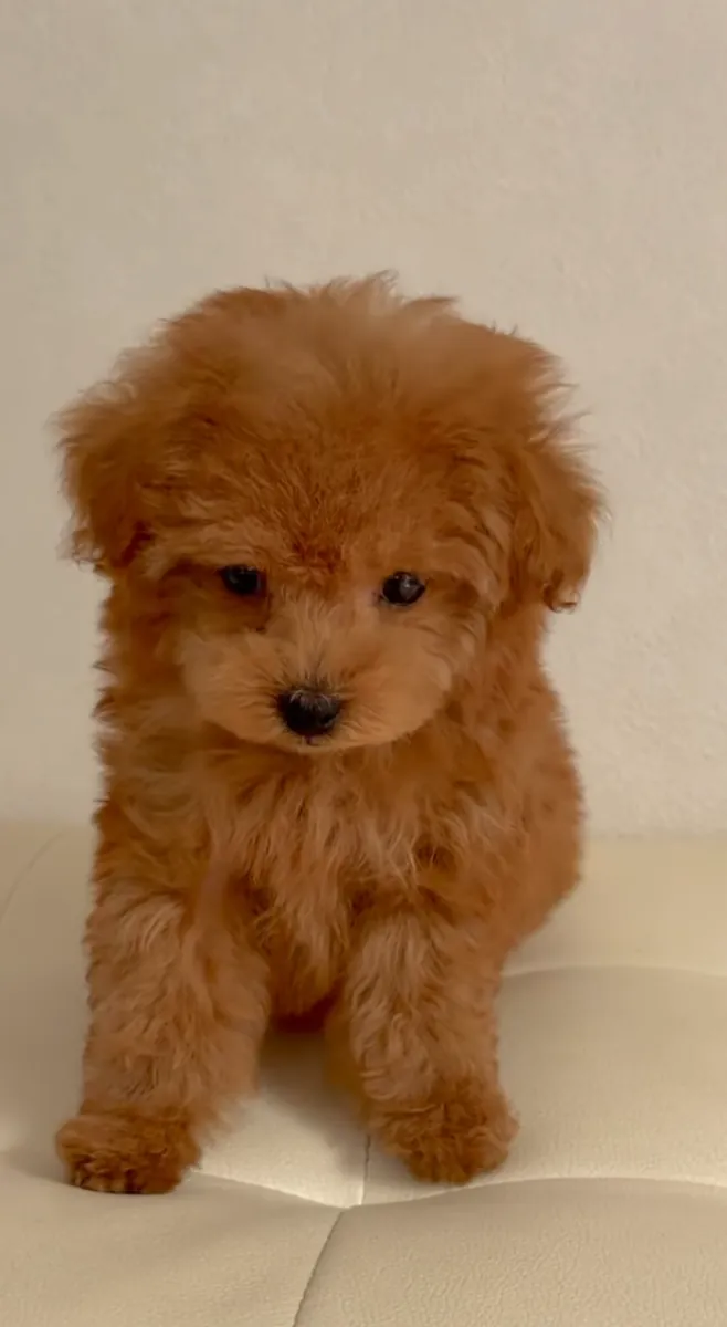 在Curly Little Diamonds Poodles，2026将是另一个充满活力的颜色年！