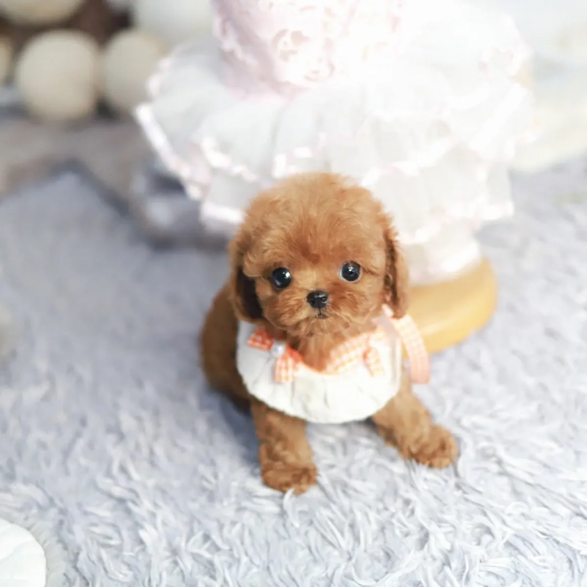 我的贵宾犬幼崽于8月2日出生。三只母犬和两只公犬。它们准备好出发了。