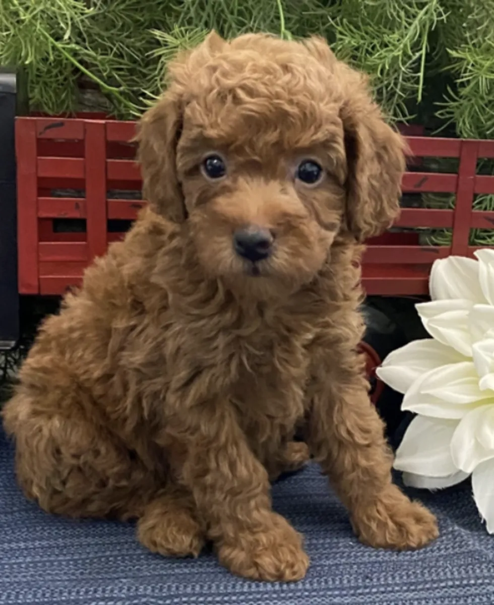 Cachorrita caniche