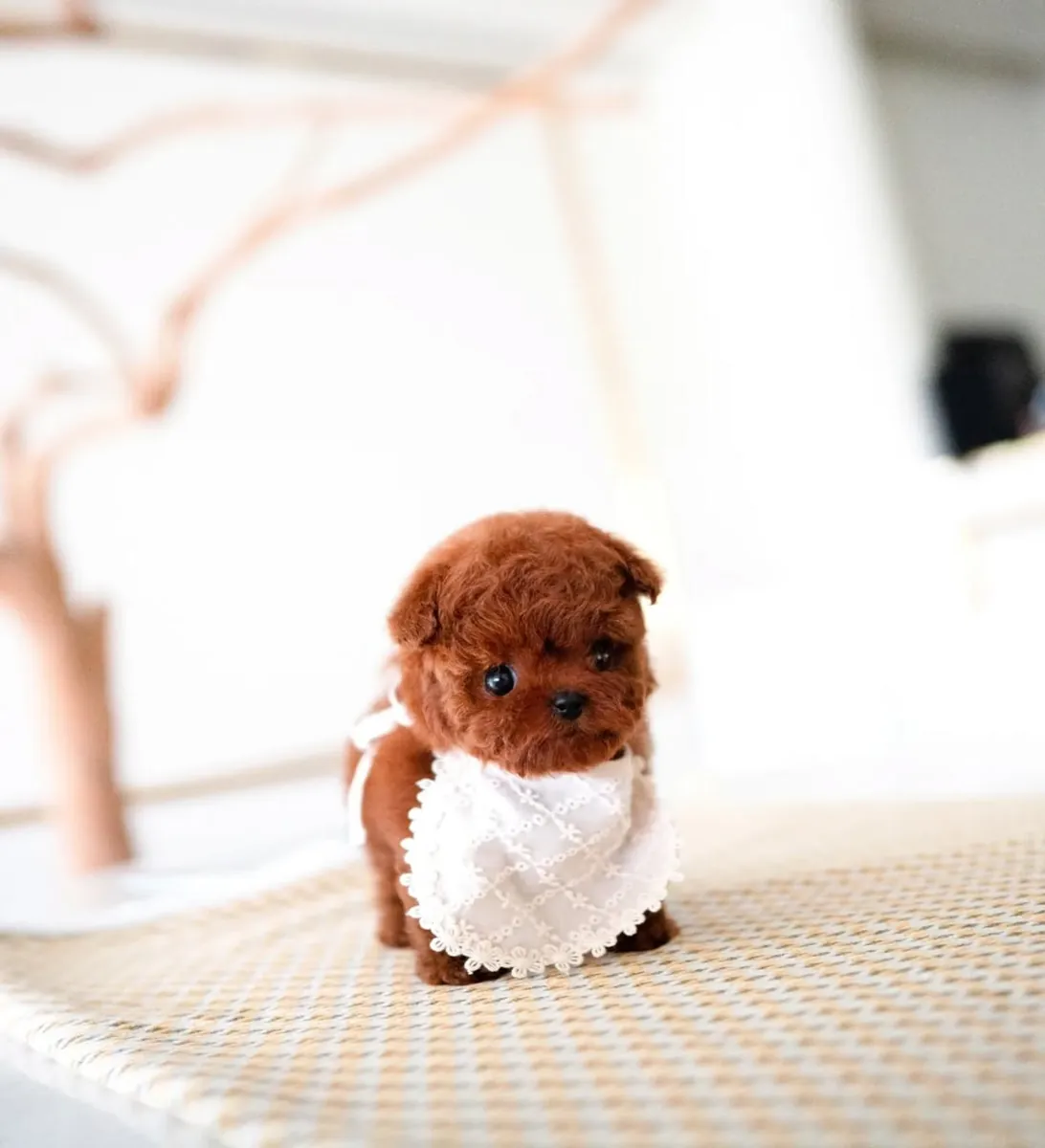 caniche miniatura macho,