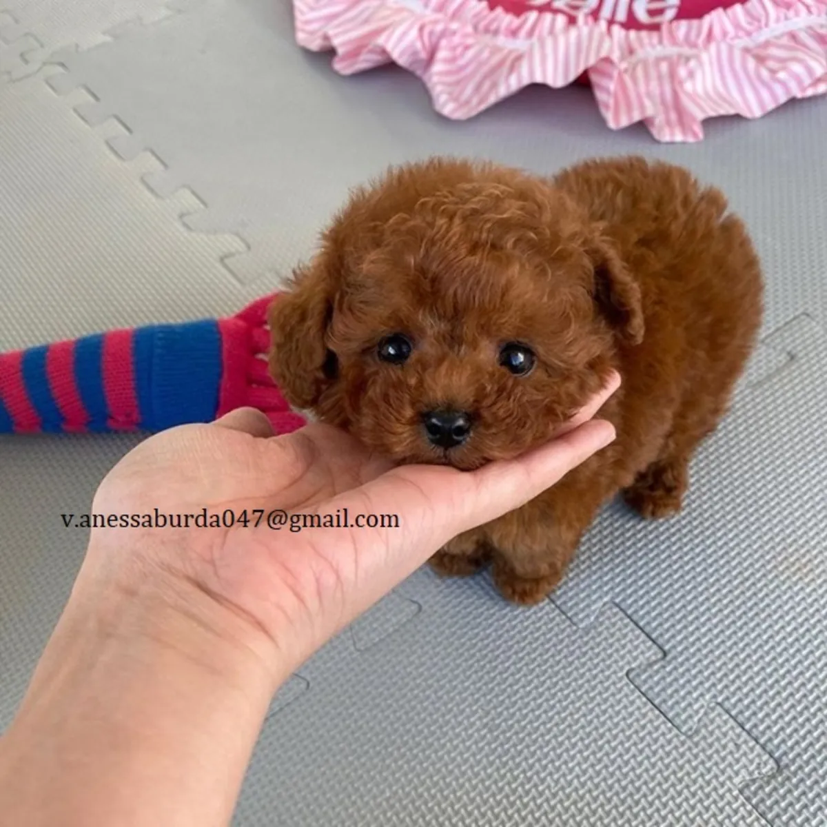 母贵宾犬（请通过电子邮件与我联系，查看照片）