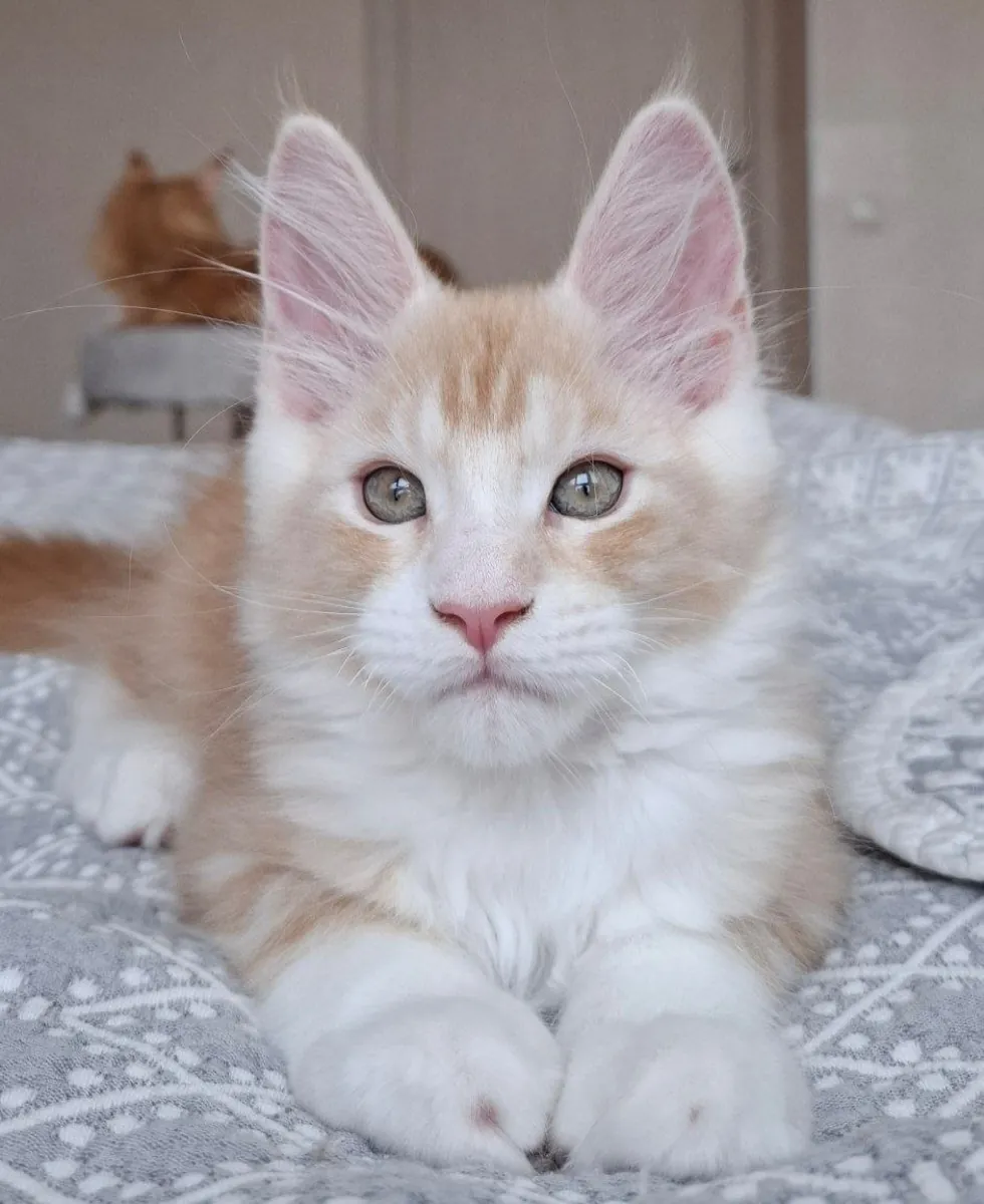 Apollo, Maine Coon cinsi bir erkek kedi olup, 03 22 doğumlu ve EdenLight kedi çiftliğinden (WCF) gelmektedir.