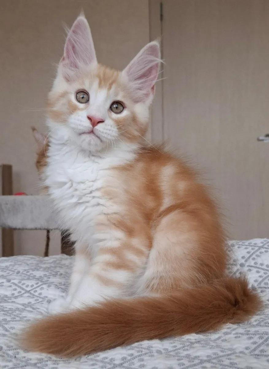 Apollo, Maine Coon cinsi bir erkek kedi olup, 03 22 doğumlu ve EdenLight kedi çiftliğinden (WCF) gelmektedir.