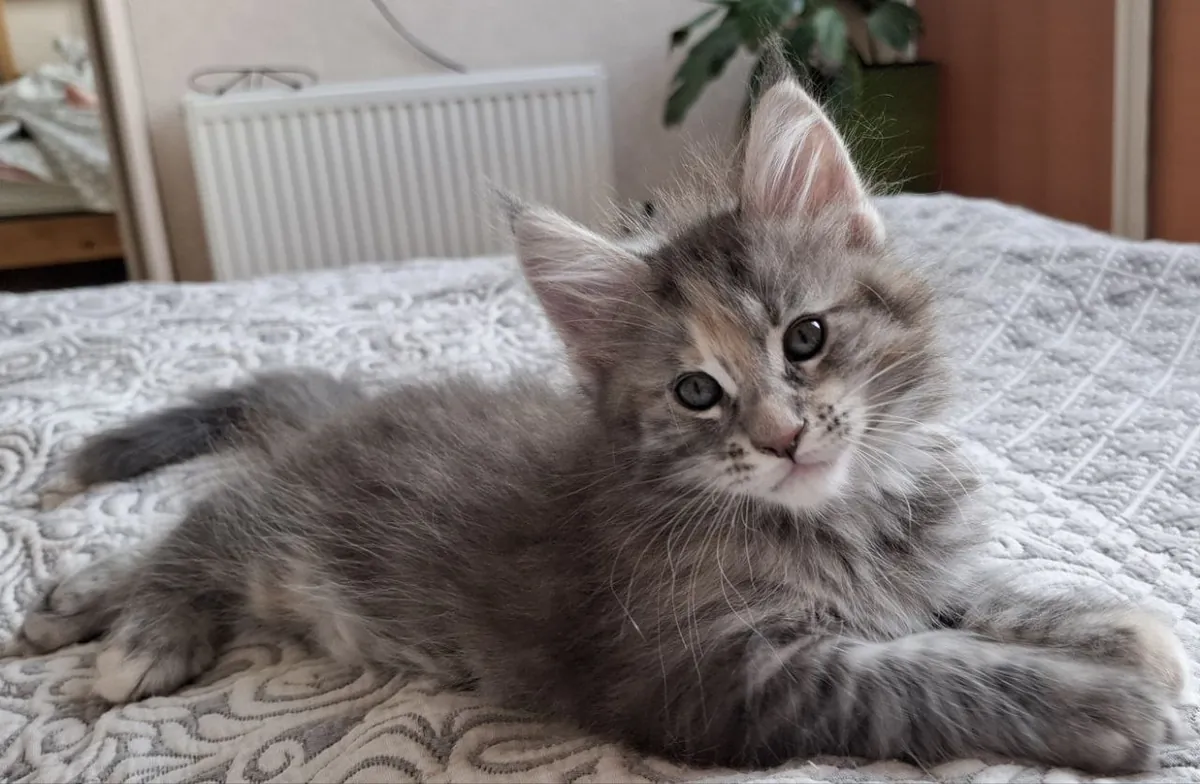Beatrice, Maine Coon cinsi bir dişi kedidir, renk numarası fs 24, EdenLight kedi çiftliğinden (WCF).