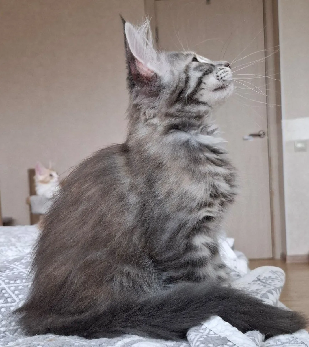 Beatrice, Maine Coon cinsi bir dişi kedidir, renk numarası fs 24, EdenLight kedi çiftliğinden (WCF).