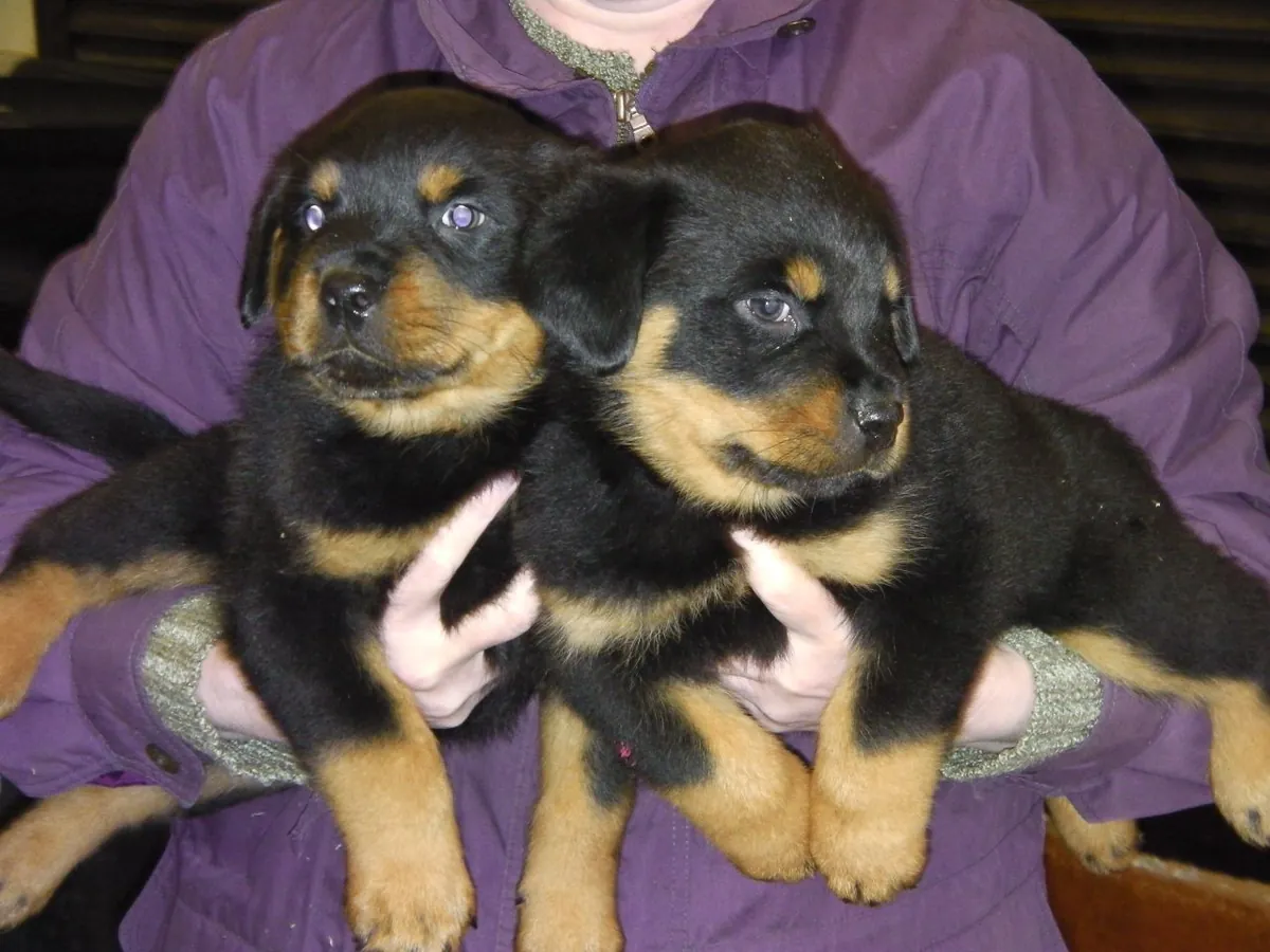 Cachorros de Rottweiler