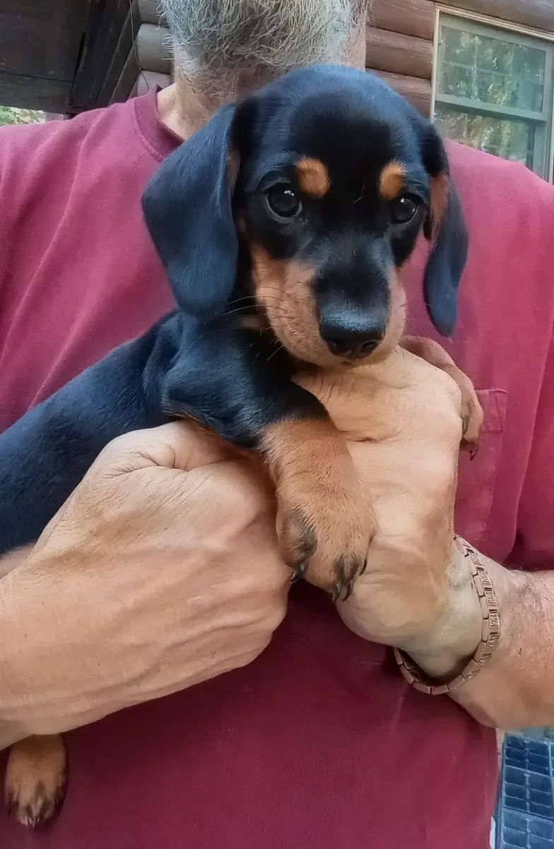 迷你短毛腊肠犬小狗