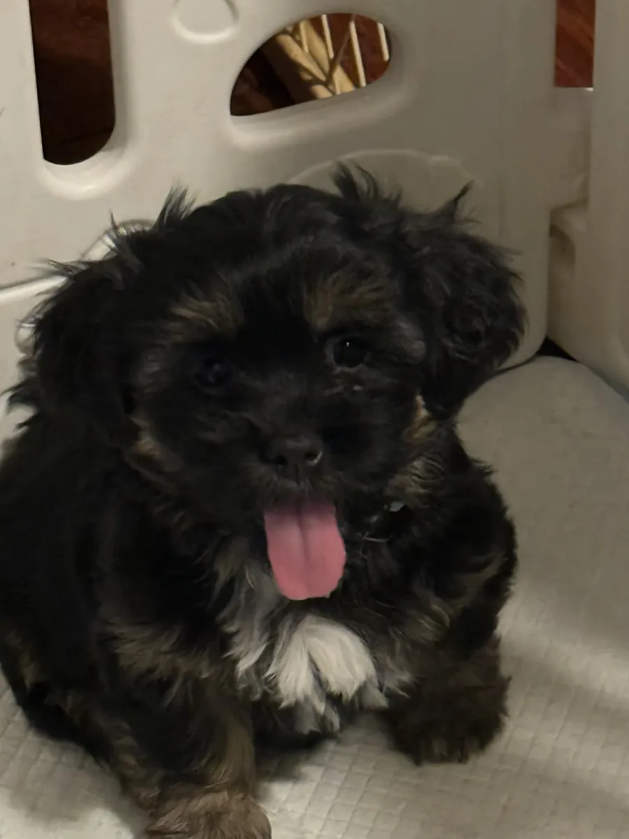 母狮子狗幼犬