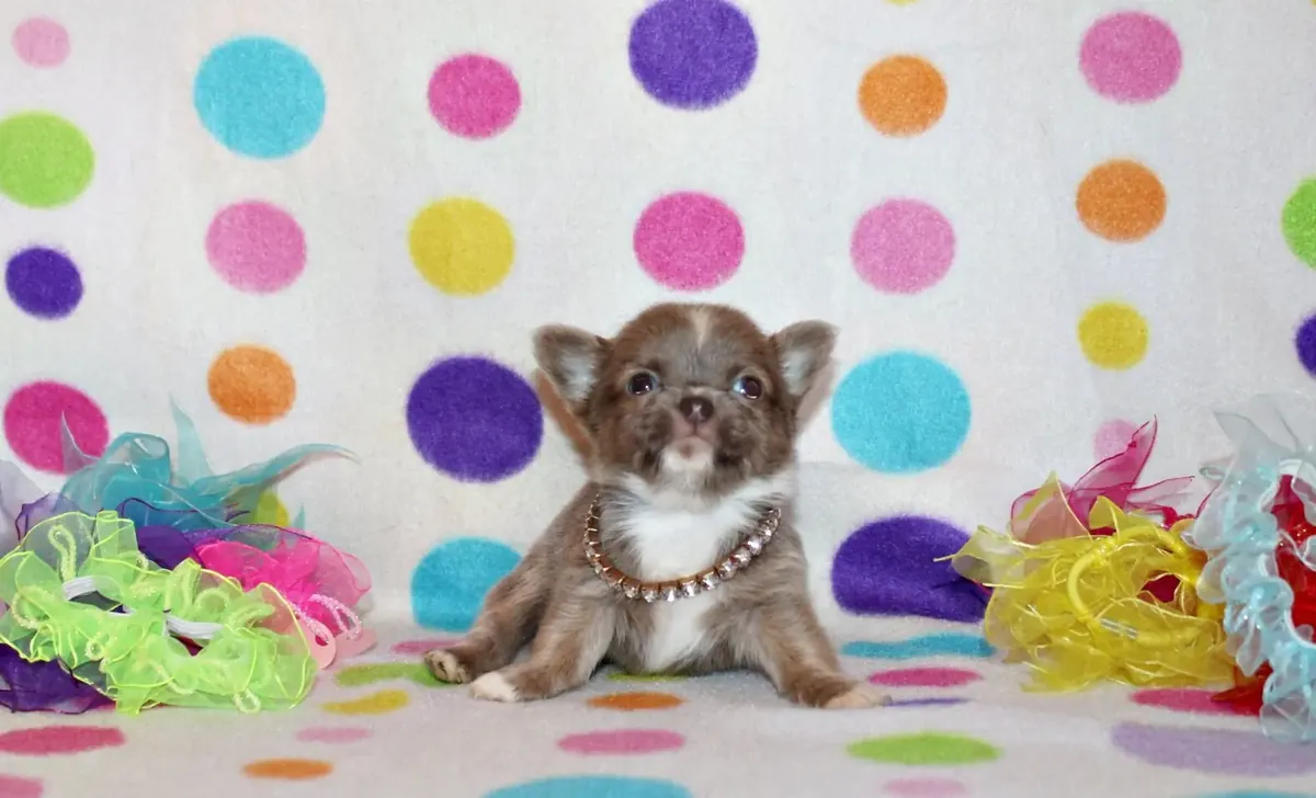 Bebés chihuahua cabeza de manzana pequeños