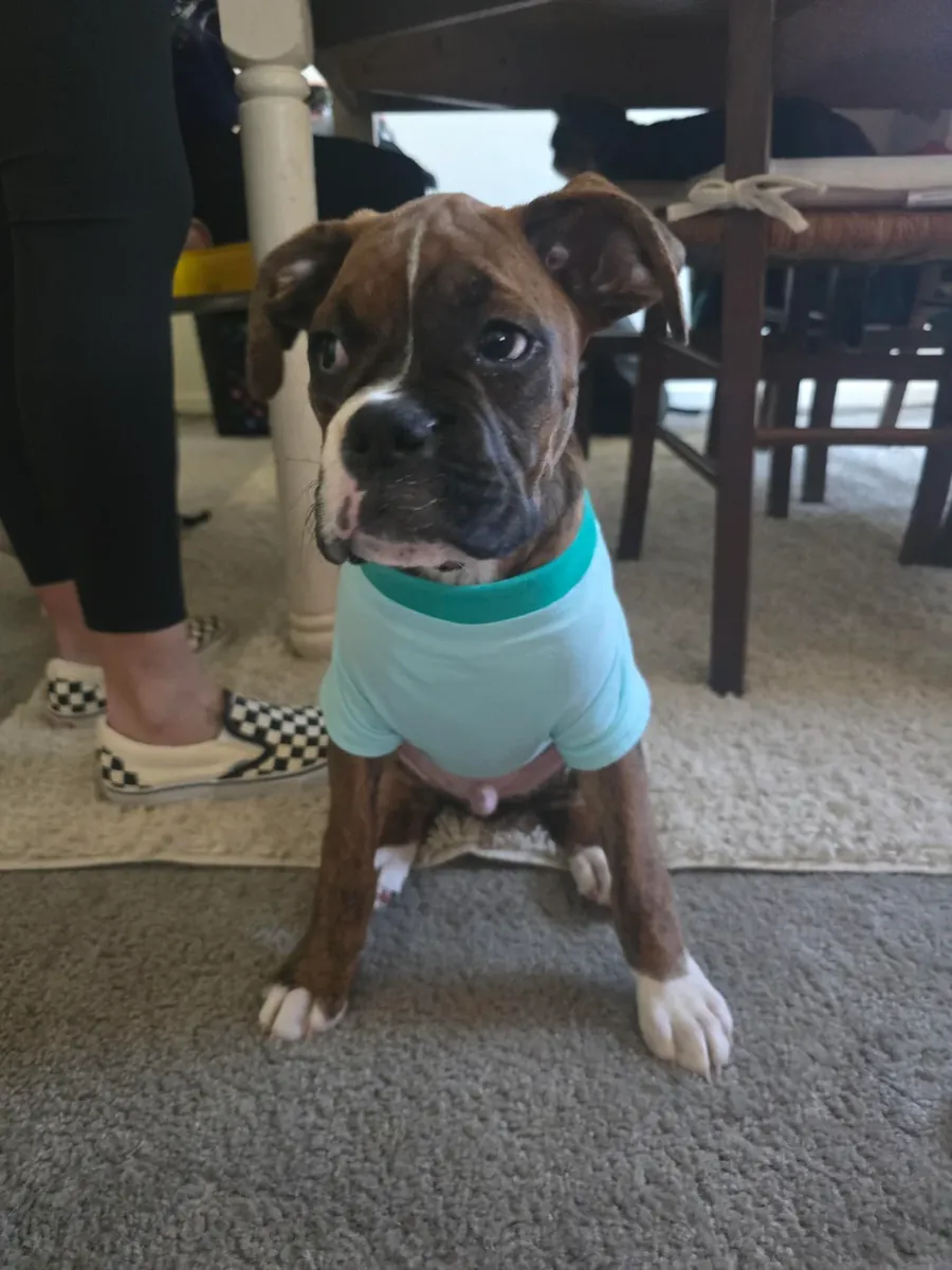 boxer yavru sahiplendirme