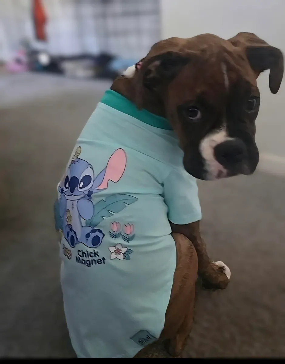 boxer yavru sahiplendirme