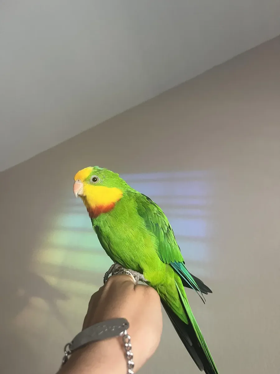 bulabileceğiniz en kaliteli muhabbet kuşu