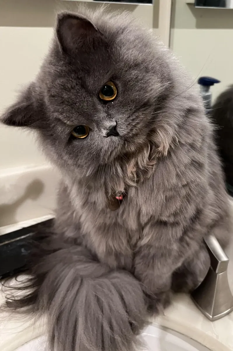 british longhair kedi yeni ailesini arıyoruz