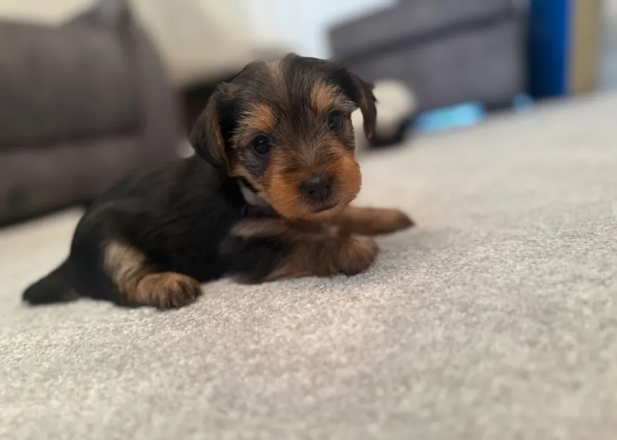 约克夏犬