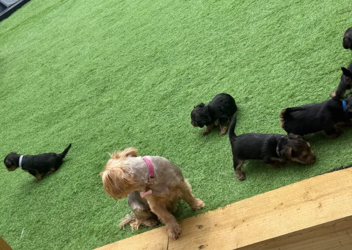 约克夏犬