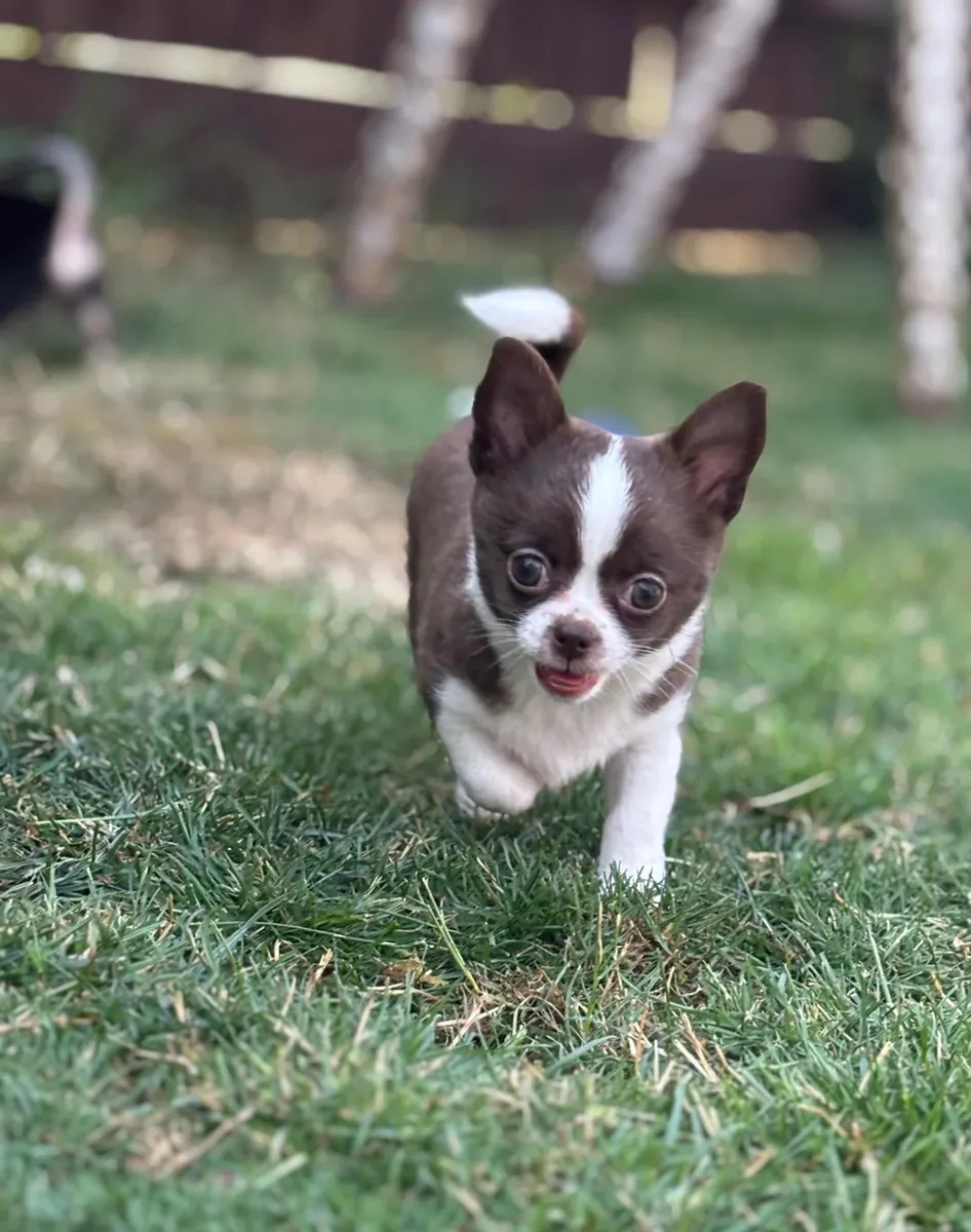 Beaux chiots Chihuahua