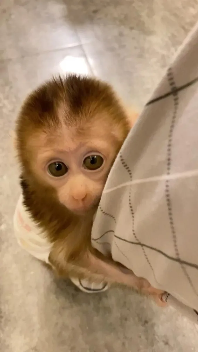Adorable monkeys available 