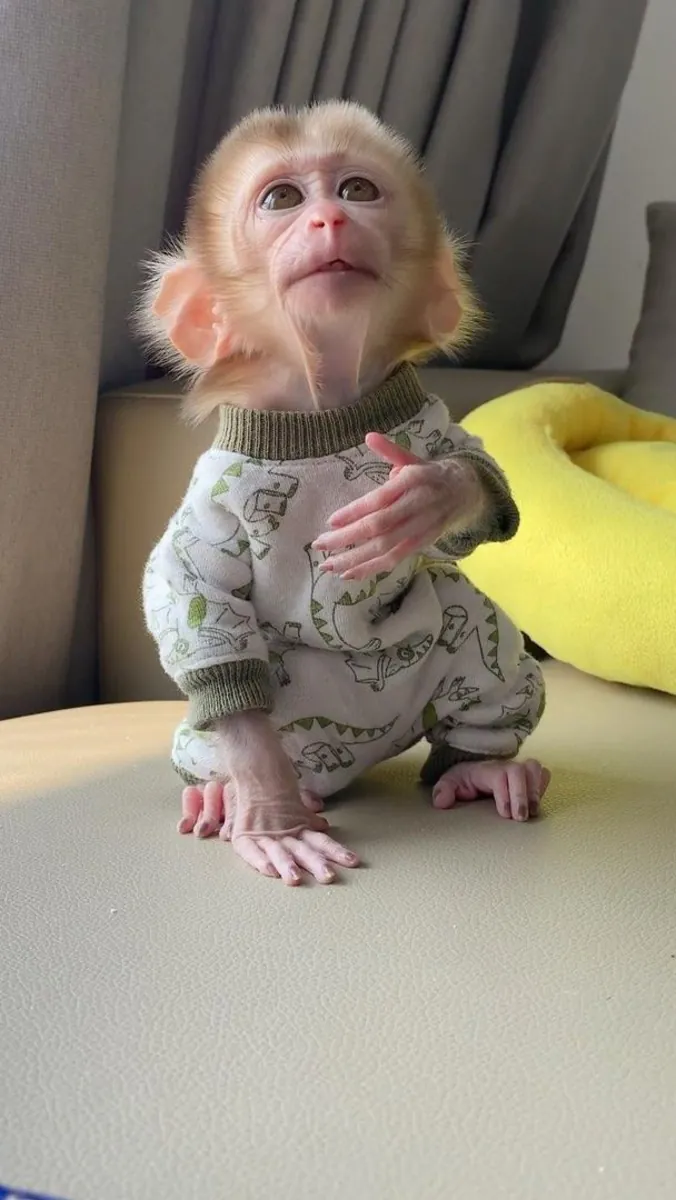 雄性和雌性卷尾猴