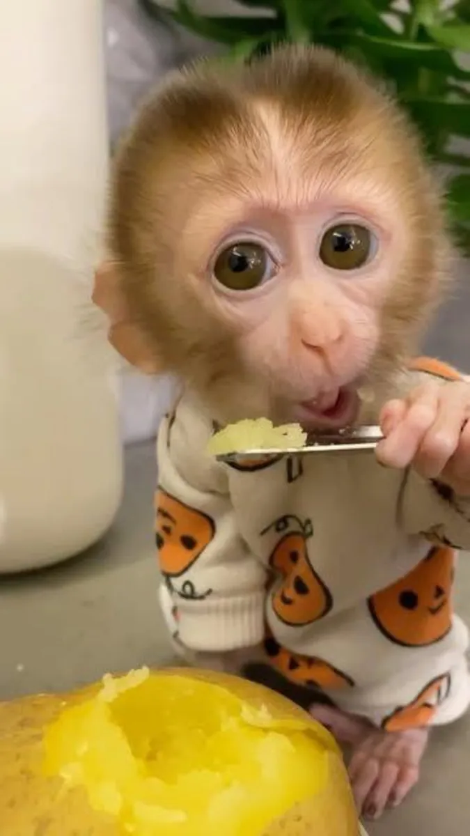 🐒 活泼的年轻灵长类动物 — 充满活力、好奇且保养良好。适合的围栏和适当的兽医护理