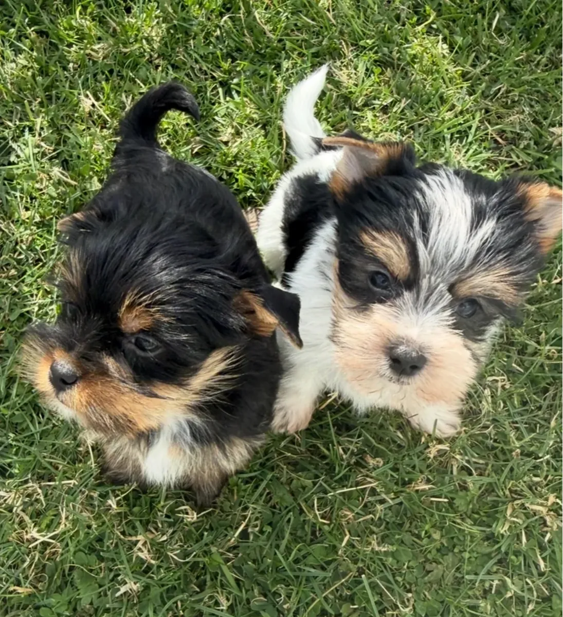 Yorkshire terriers