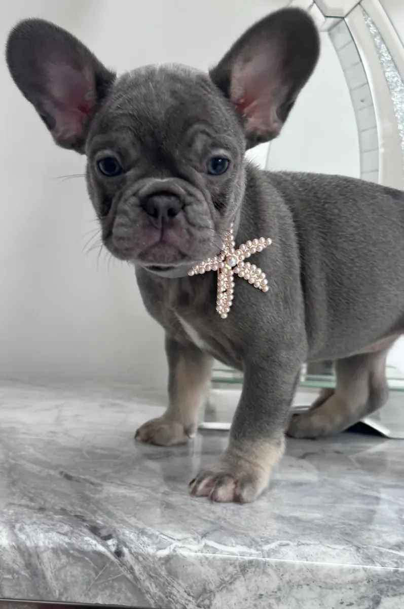 Cachorro Bulldog Francés