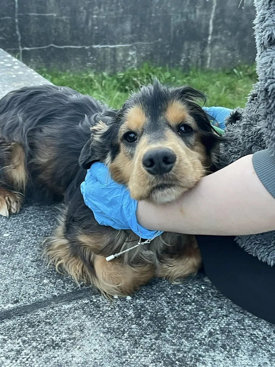 Ona gerçekten zaman ayırabilecek birini arıyor.