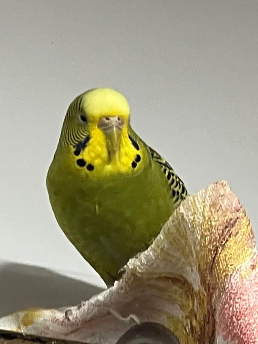 Sağlıklı bir kuşum var, ama artık zamanım yok.