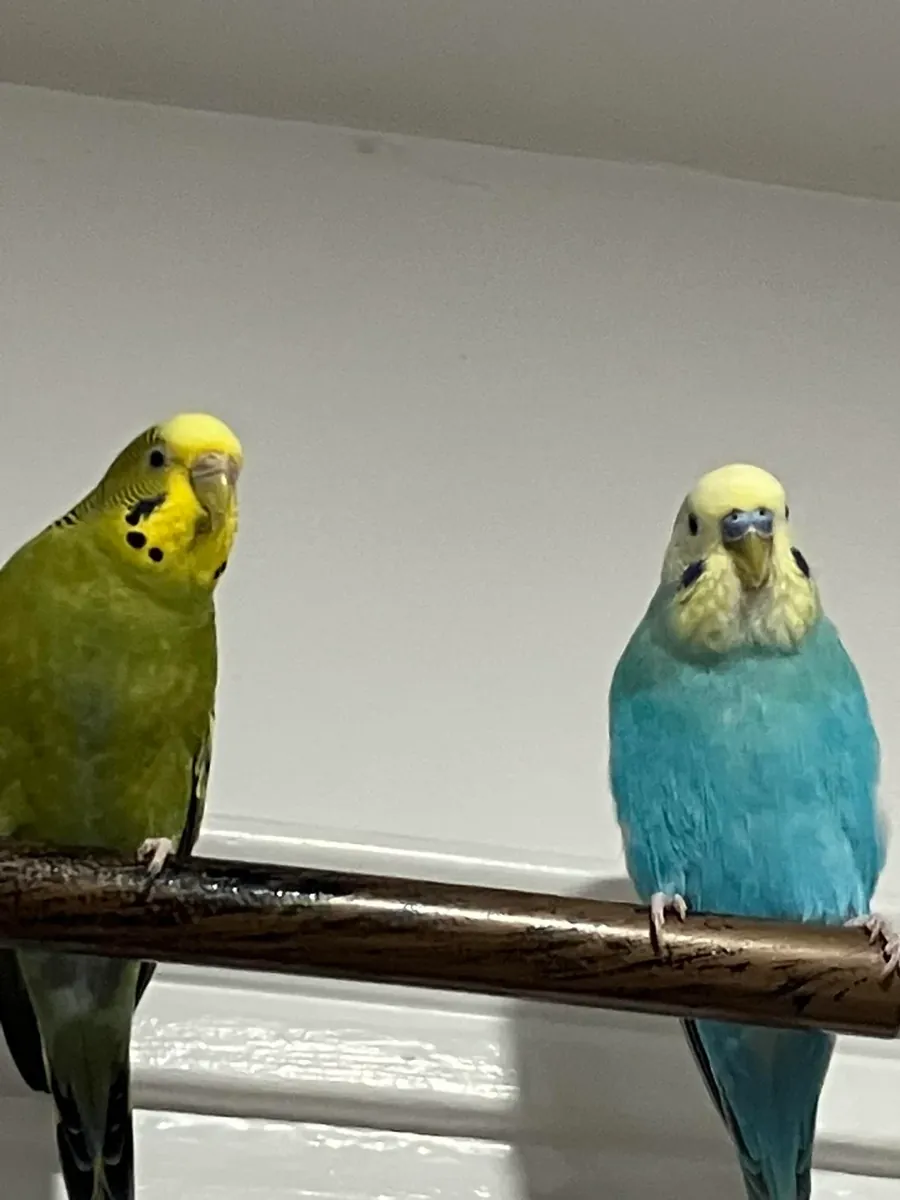 Sağlıklı bir kuşum var, ama artık zamanım yok.