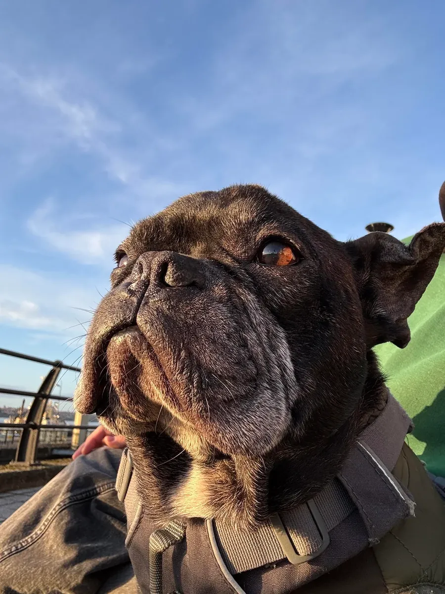 Harika bir köpek ama artık yeterince evde olamıyorum.