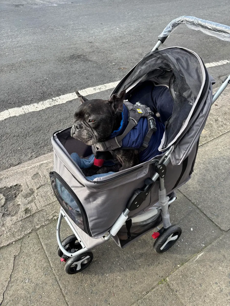 Harika bir köpek ama artık yeterince evde olamıyorum.