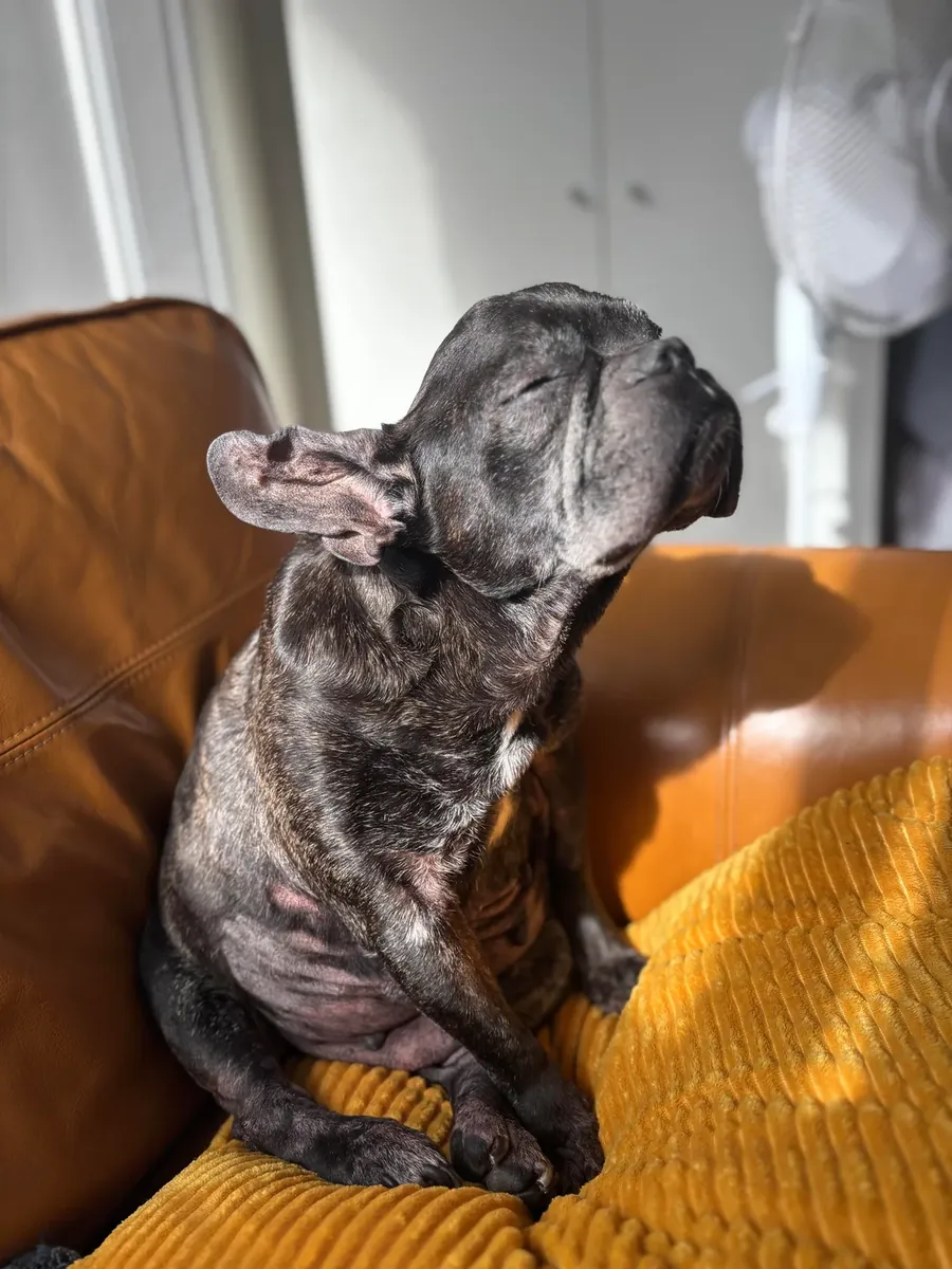 Harika bir köpek ama artık yeterince evde olamıyorum.