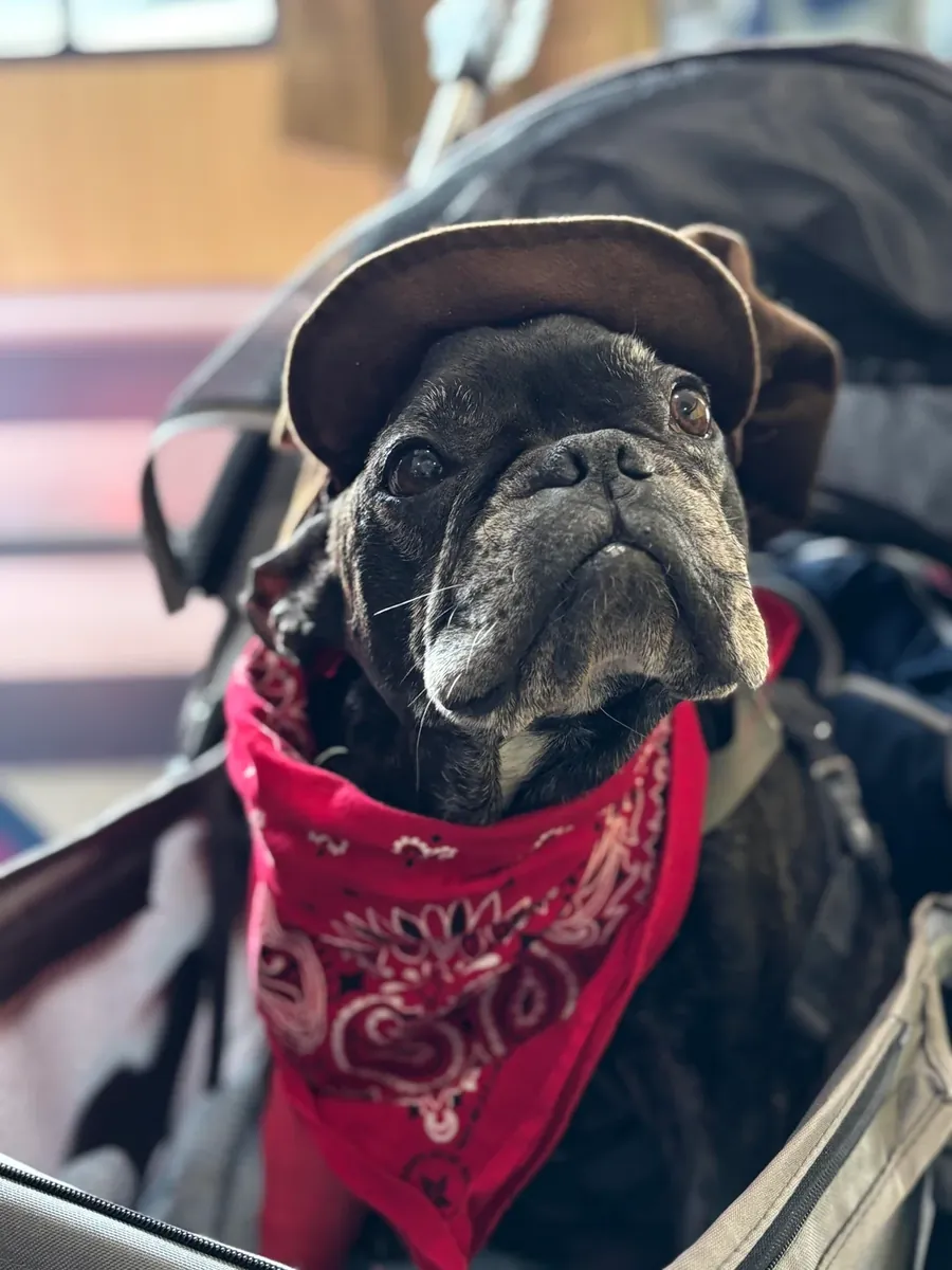 Harika bir köpek ama artık yeterince evde olamıyorum.