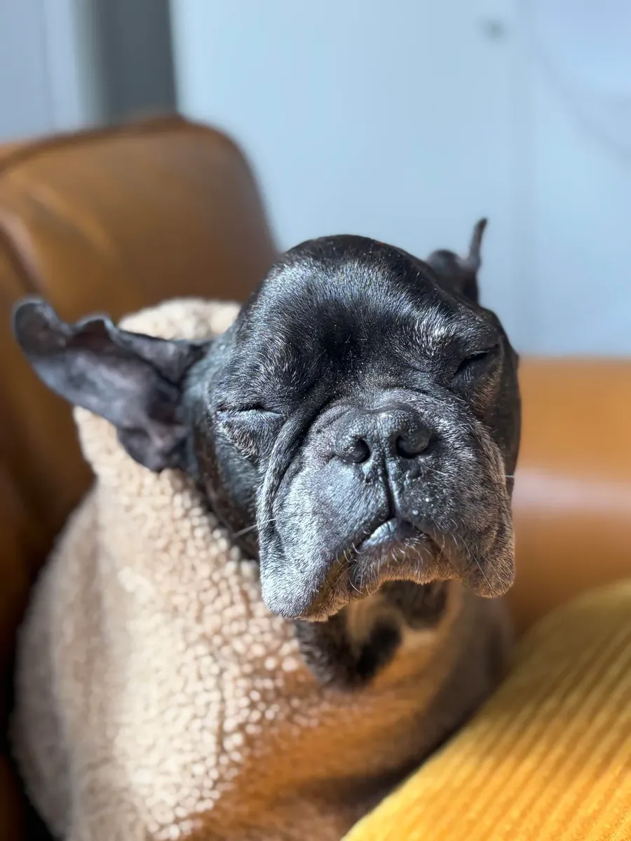 Harika bir köpek ama artık yeterince evde olamıyorum.