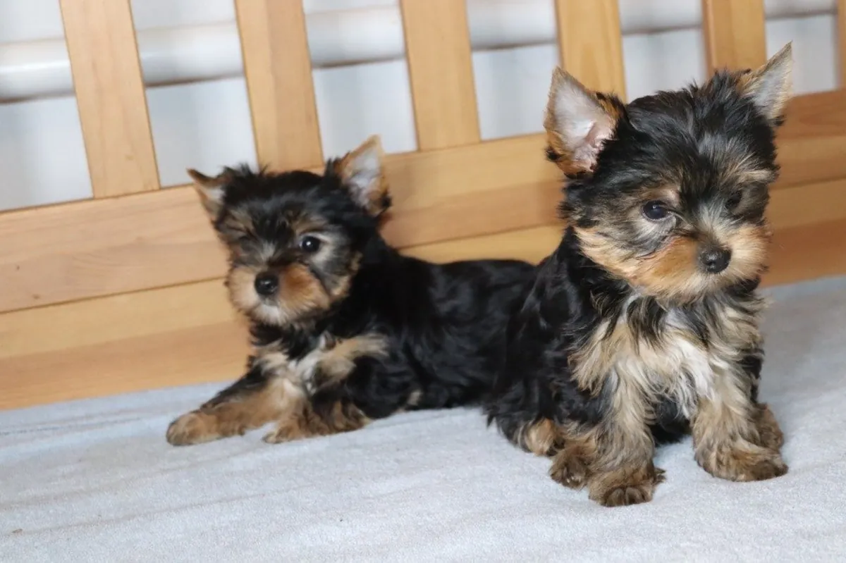 Terriers Yorkshire