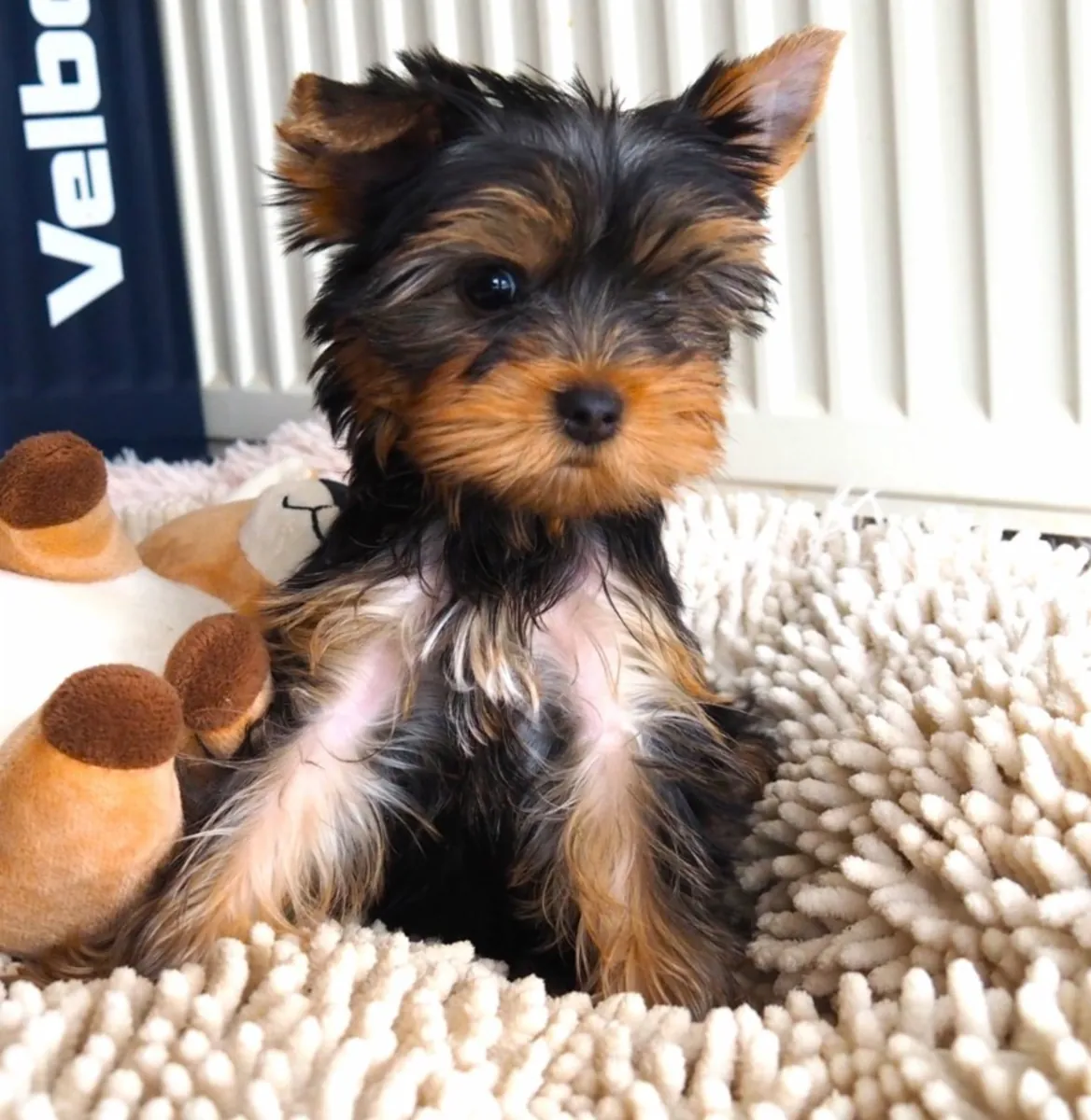 Yorkshire terriers