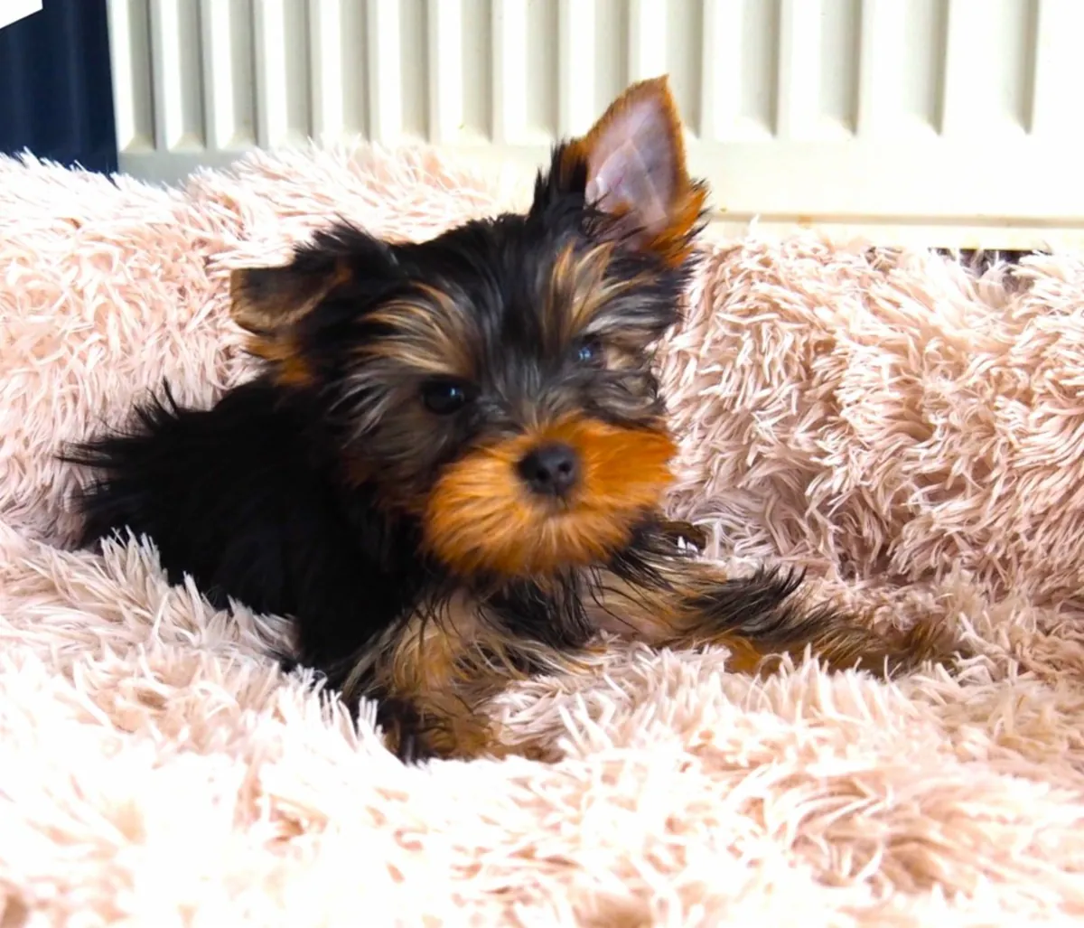 Yorkshire terriers